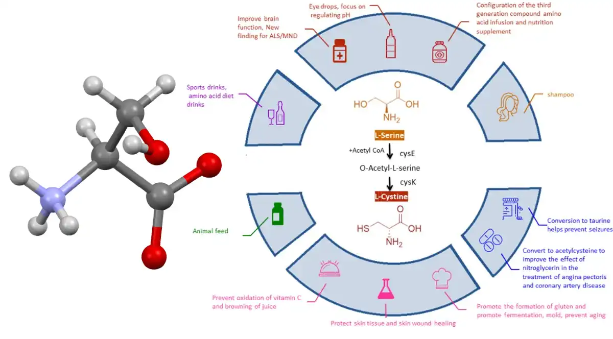 L Serine Powder A.jpg L Serine Powder A.jpg